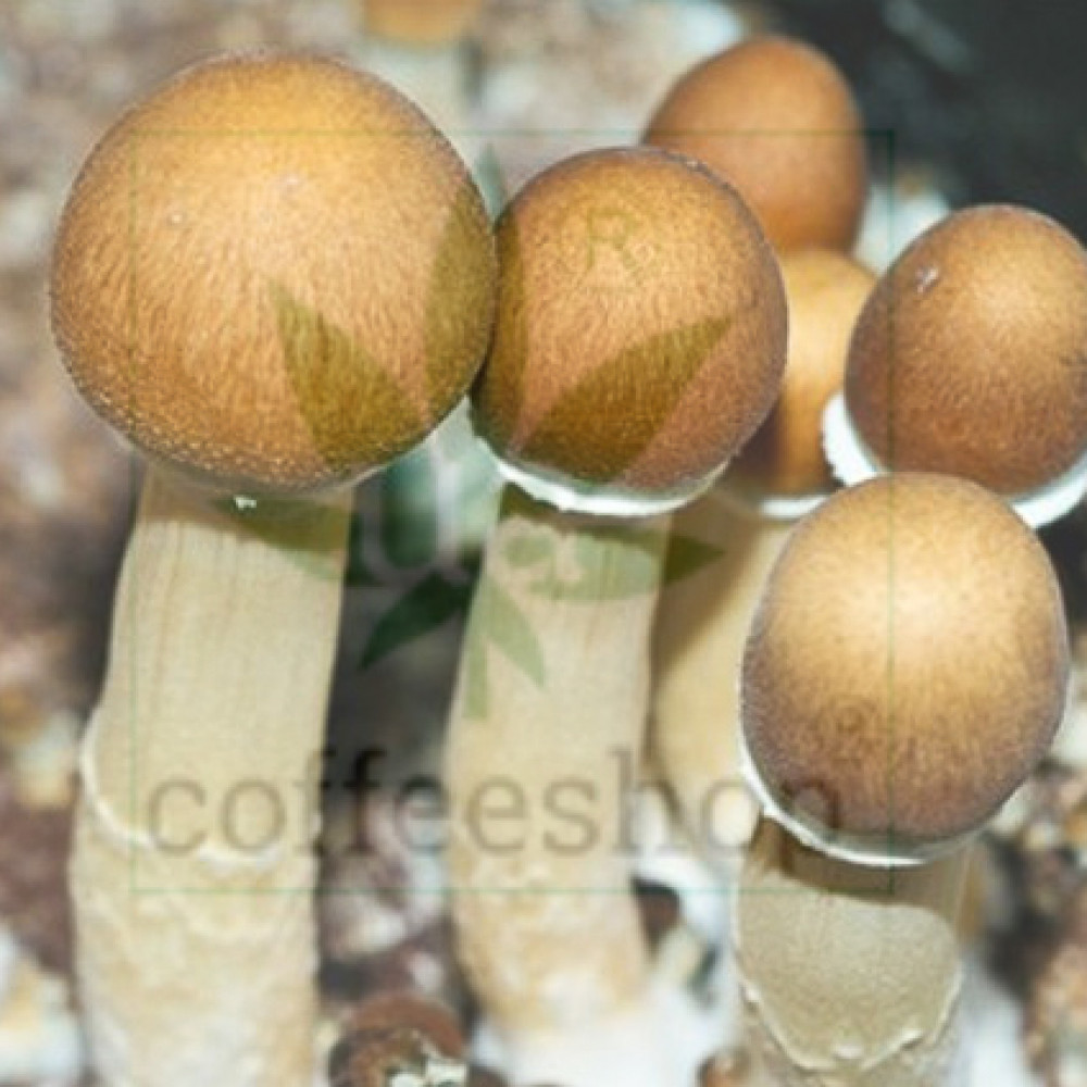 Psilocybe Cubensis spore Mazatapec – купити у Coffeeshop.ua